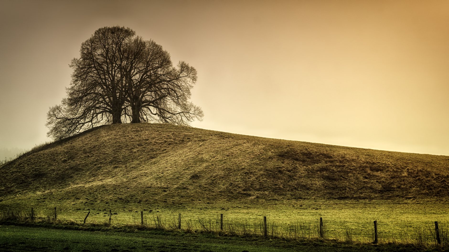 Eine ruhige Szene mit einem einsamen Baum auf einem Hügel bei Sonnenaufgang, umgeben von Nebel und ländlichen Feldern.