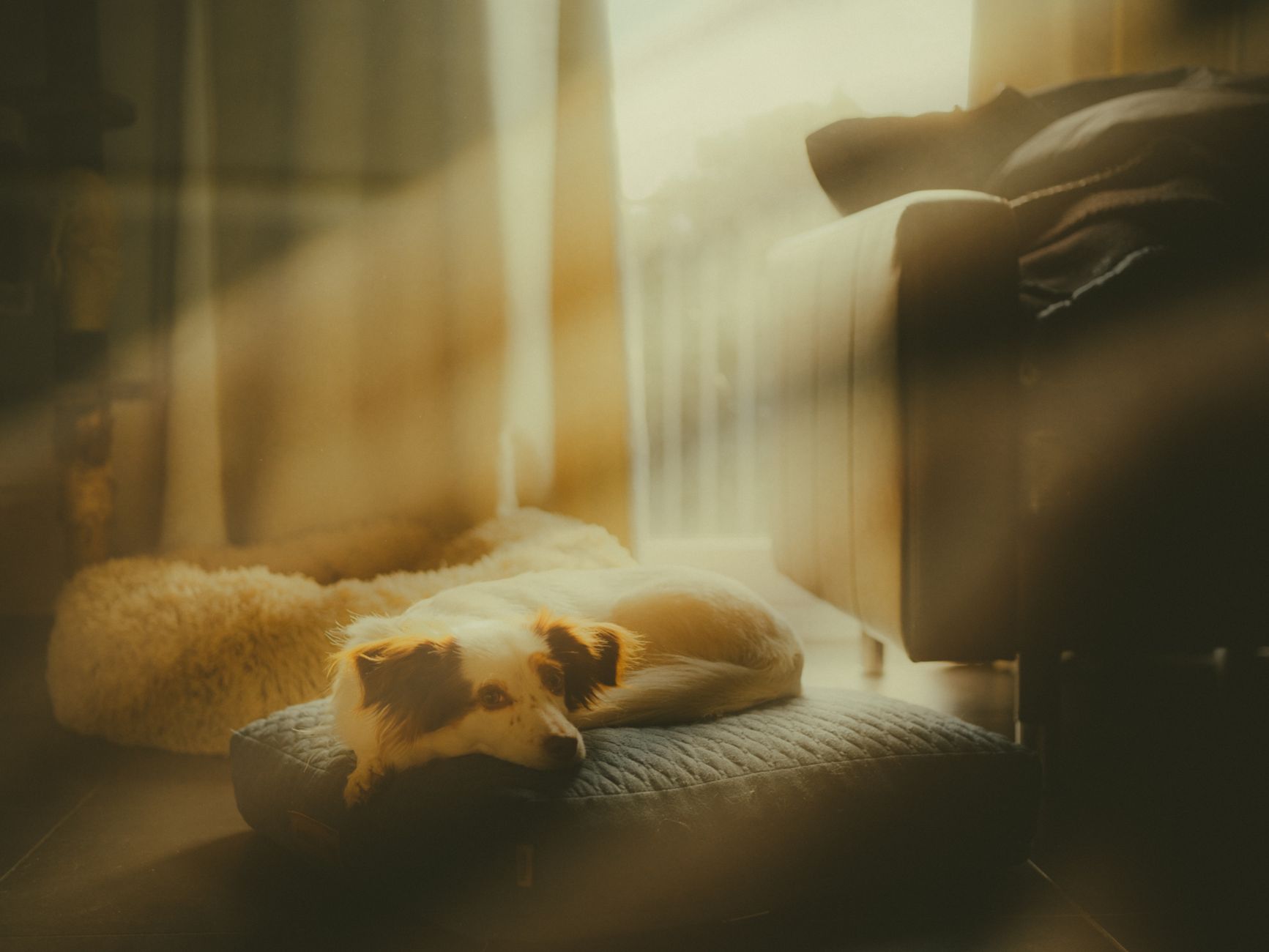 Ein Hund. Licht fällt seitlich ein. Abendszene.