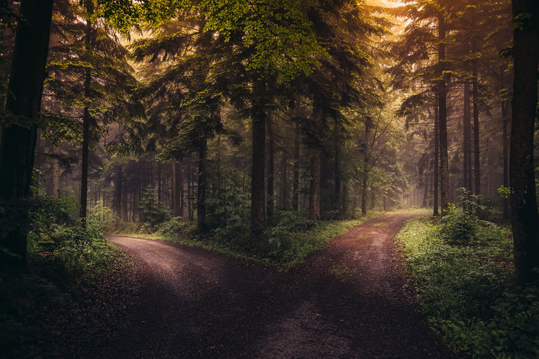 Ein ruhiger Feldweg teilt sich in einem üppigen Wald bei Sonnenaufgang, umhüllt von Nebel.
