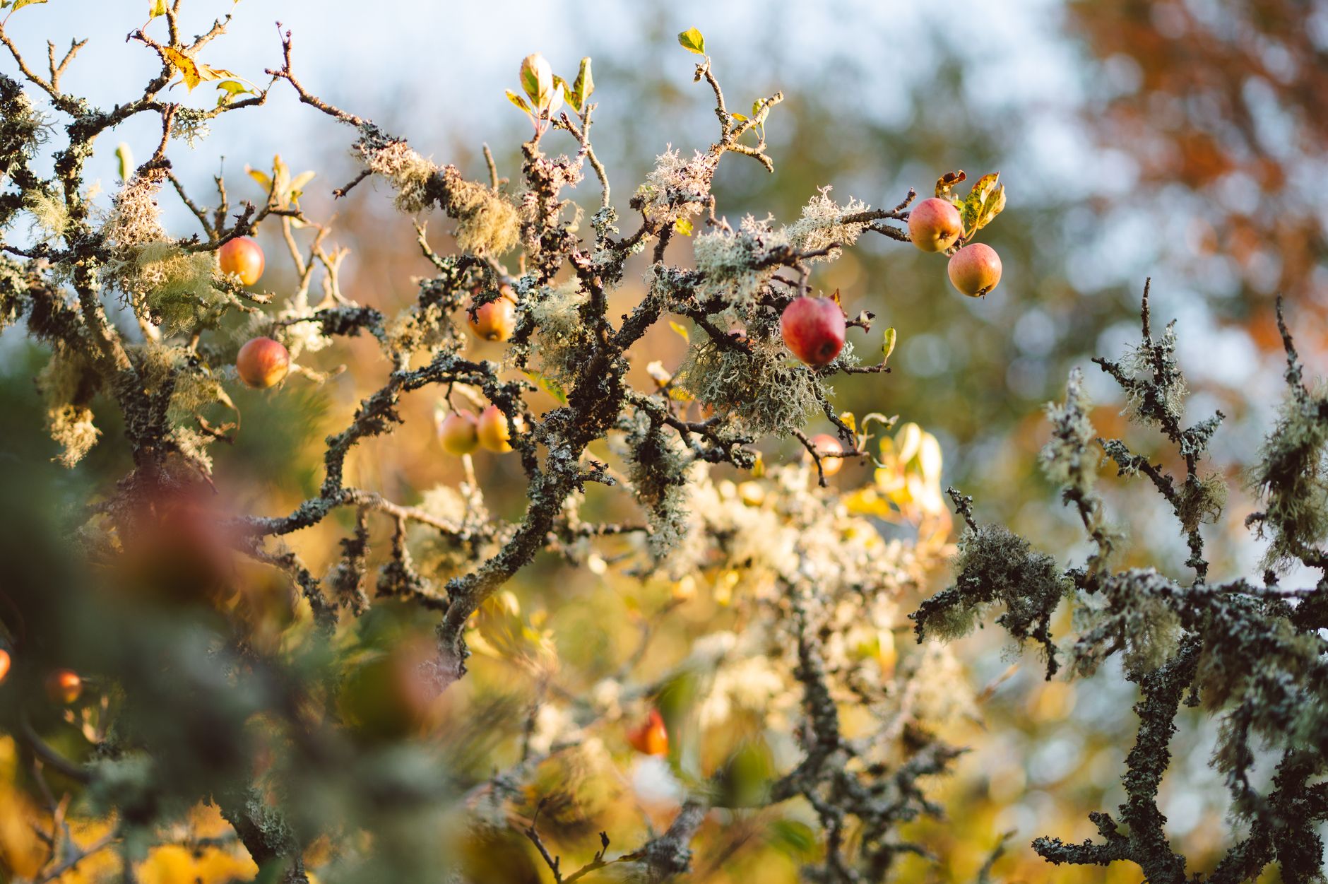 Nahaufnahme von Äpfeln auf einem flechtenbedeckten Baum in Aberfeldy, Schottland im Herbst.