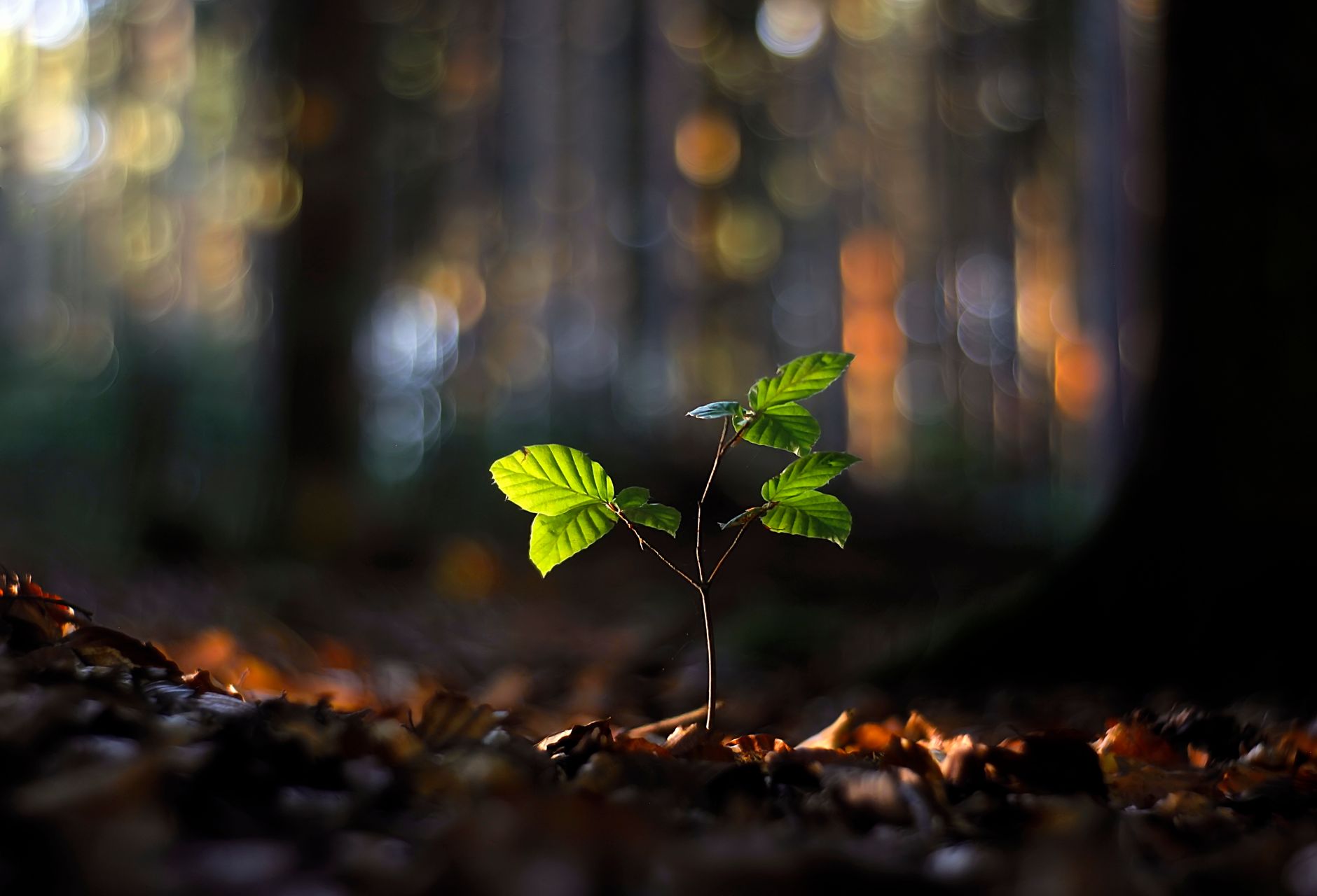 Lebendiger grüner Setzling, beleuchtet in einem ruhigen Wald mit Bokeh-Hintergrund. Perfektes Bild für das Konzept von Natur und Wachstum.