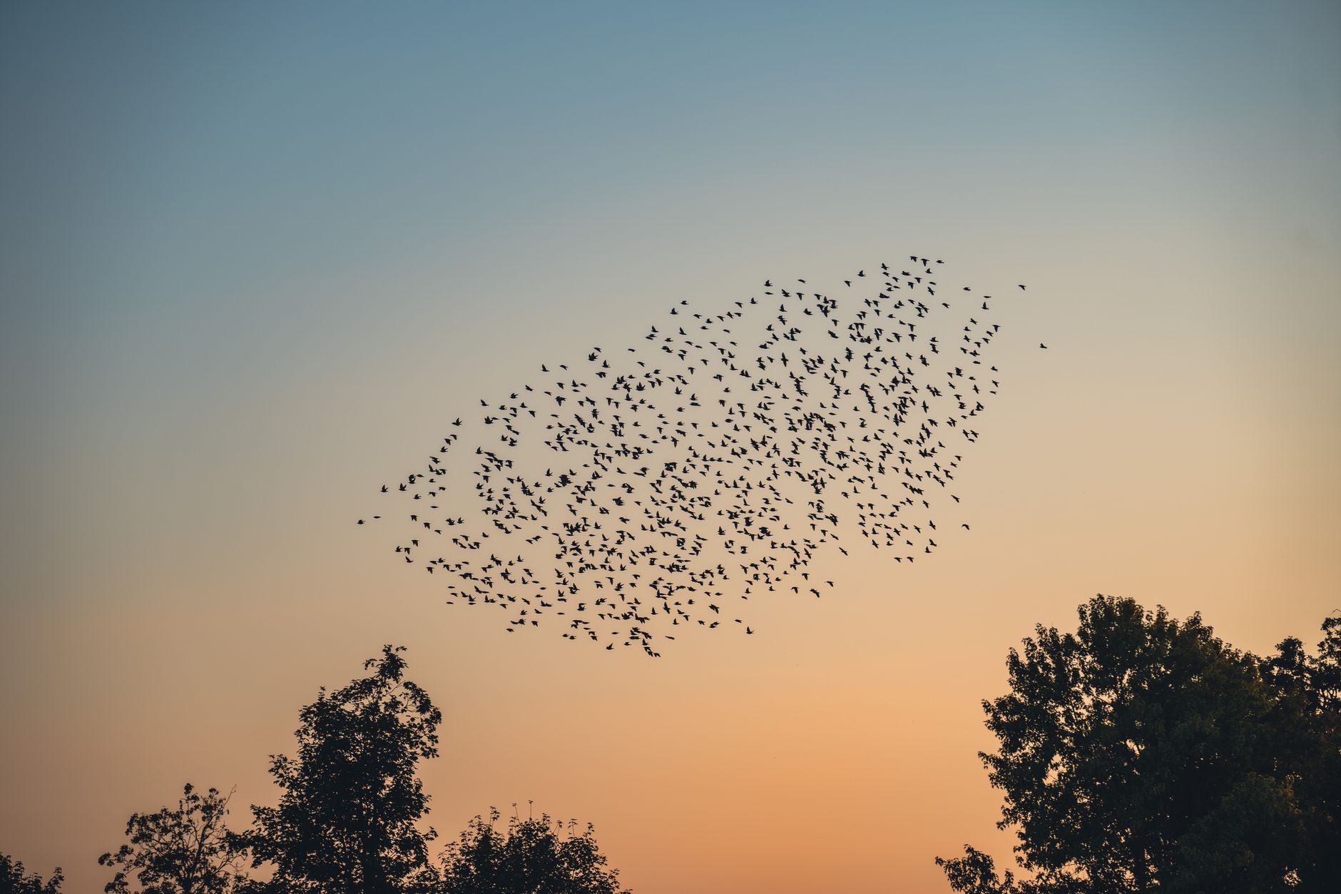 Eine malerische Ansicht eines Vogelschwarmes, der gegen den Sonnenuntergangshimmel in Deutschland silhouettiert ist.