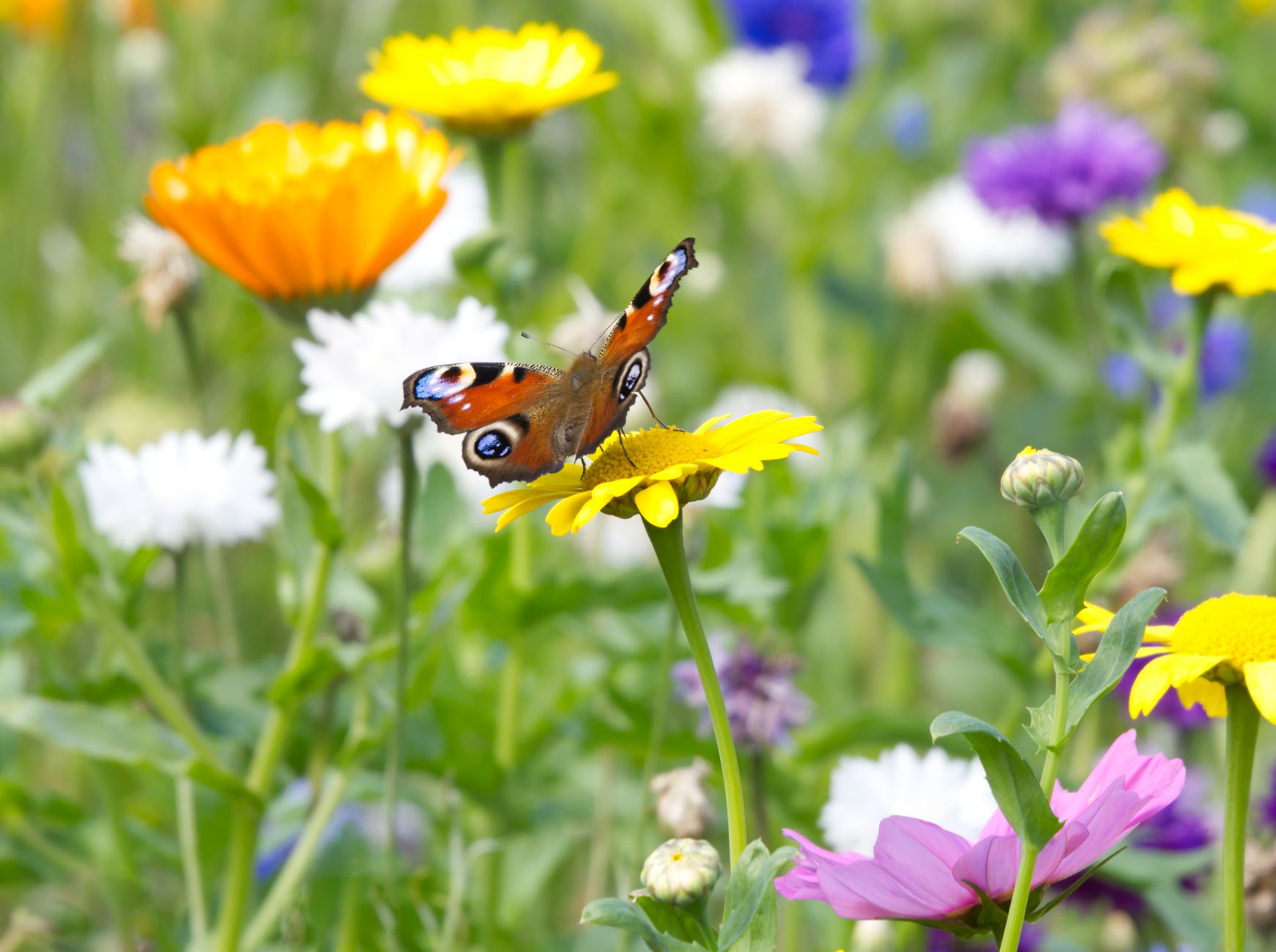 Ein bunter Schmetterling sitzt auf einer gelben Wildblume in einer lebhaften Wiese.